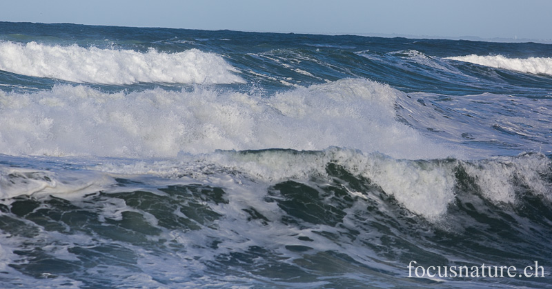 _MG_0468.jpg - Pointe de la Torche (Finistère, 7.2.2014)