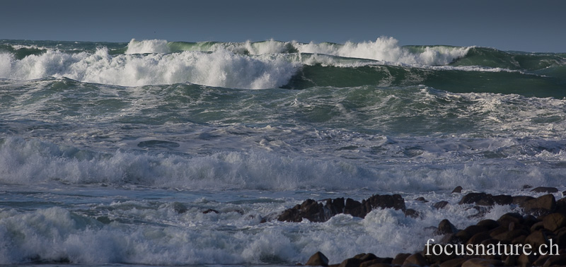 _MG_0528.jpg - Pointe de la Torche (Finistère, 7.2.2014)