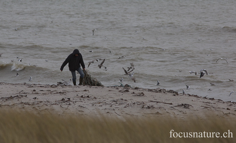 _MG_1461.jpg - Les Bretons aiment leurs littoraux. Nous avons vu plusieurs personnes ramasser des déchets déposés sur les plages du Finistère Sud, par les tempêtes de début février. Ici, à Beg Meil (Finistère, 9.2.2014)