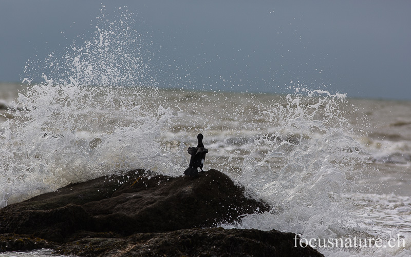 _MG_1700.jpg - Grand cormoran tentant de sécher ses ailes! Pointe de la Torche (Finistère, 7.2.2014)