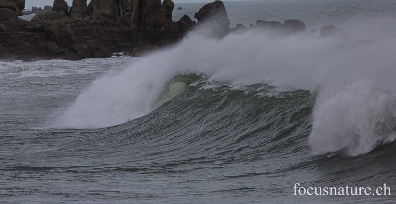 _MG_1865.jpg - Lesconil (Finistère, 10.2.2014)