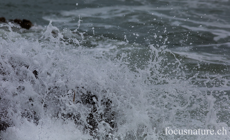 _MG_1998.jpg - Lesconil (Finistère, 10.2.2014)