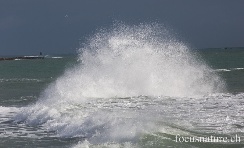 _MG_2020.jpg - Lesconil (Finistère, 10.2.2014)