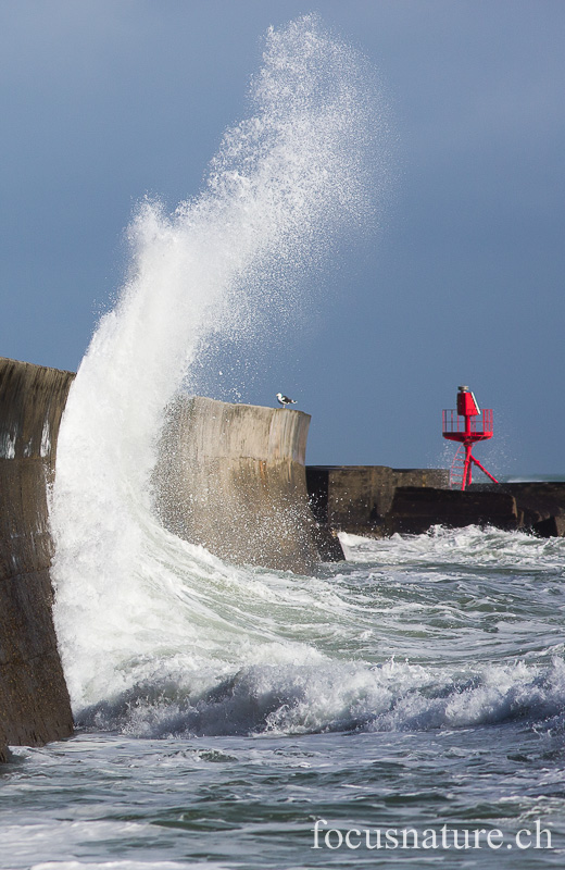 _MG_2087.jpg - Lesconil (Finistère, 10.2.2014)
