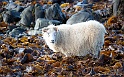 _MG_4427